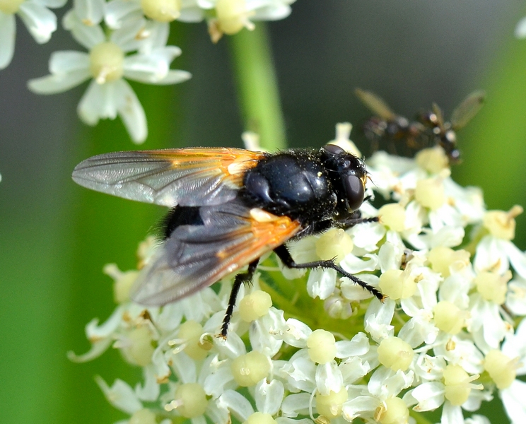 mesembrina meridiana?